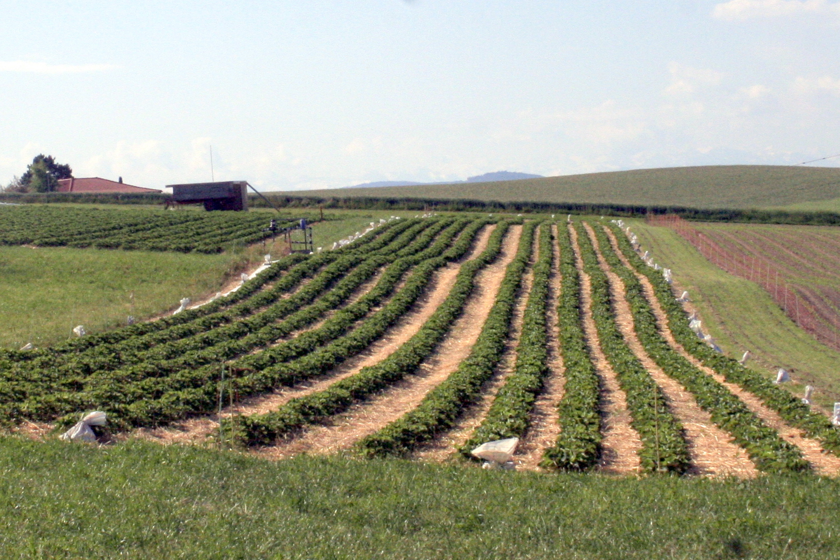 Aarbeien en Aarappels-1.jpg